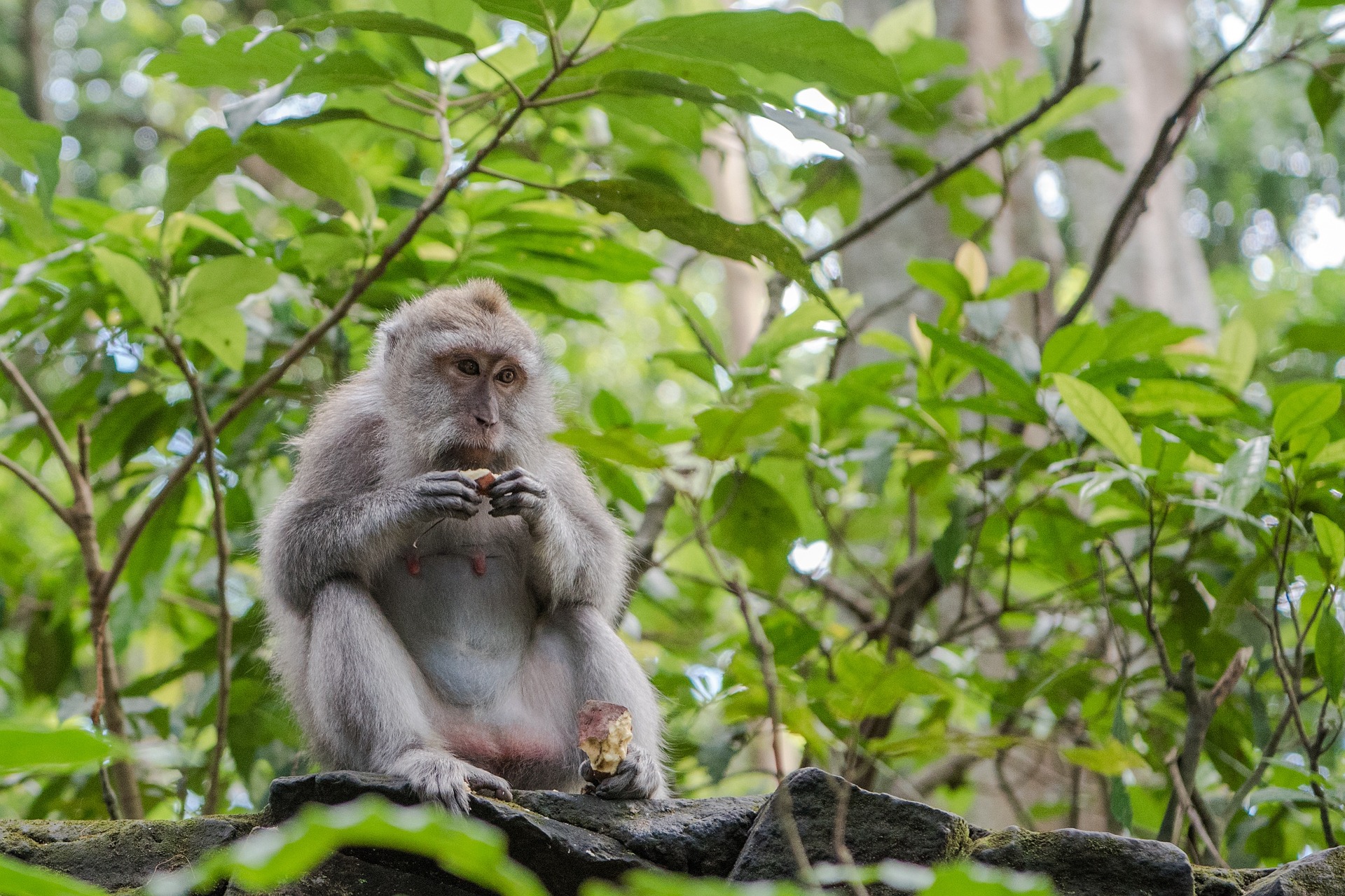 balinese-long-tailed-macaque